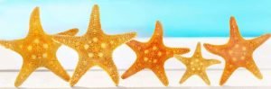 This is a Picture of a Starfish on the summer beach Top 5 Business Frameworks according to Strategy Consultants By Octopus Intelligence. Solving problems with Competitive Intelligence, common sense and market analysis