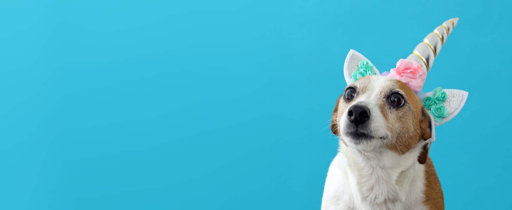 This is a picture of aFunny unicorn little white dog on blue background for an article called Urban legends and Competitive Intelligence by Octopus Competitive Intelligence Competitor Analysis, Market analysis Uk