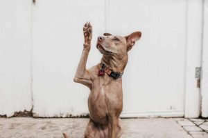 This is a picture of dog putting his hand up looking for answer for an article called How to Ask Great Questions by Thinking Like a Competitive Intelligence Professional by Octopus Competitive Intelligence Competitor Analysis focused on creating certainty Camylla Battani westwavephoto.com. The Most Important Questions About Your Competitors That You Need to Answer