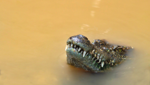 This is an image of a crocodile in murky water for an article called The CAGR Conundrum Navigating the Murky Waters of Market Growth Estimation by Octopus competitive intelligence agency octopus market intelligence agency. How to do Competitor Analysis for a Product and avoid crocodiles